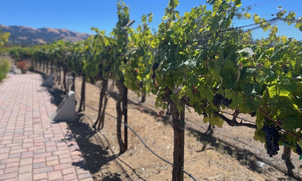 Fruit of the Earth: Vineyards in the Diocese 3