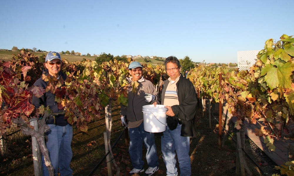 Fruit of the Earth: Vineyards in the Diocese